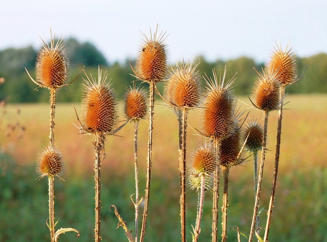 Comparisons with Other Digestive Aids