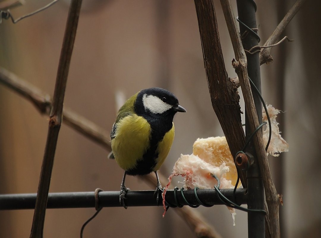 What to Expect from Shy's Twitter Feed